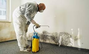 Trusted Johnson, AR Mold Removal & Remediation Experts